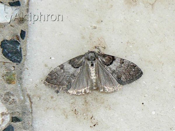 Nola cucullatella