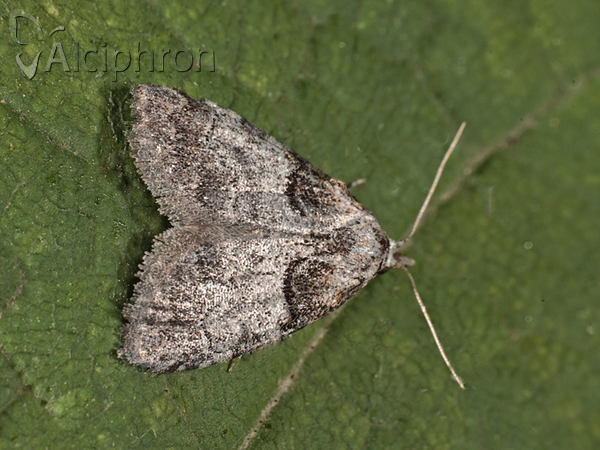 Nola cucullatella