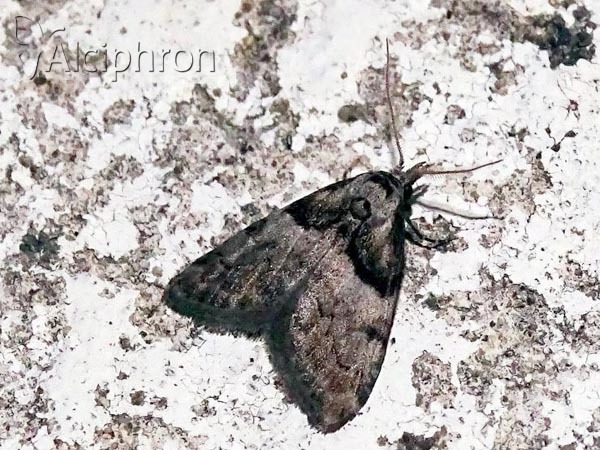 Nola cucullatella