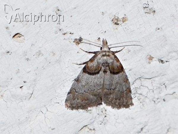 Nola cucullatella