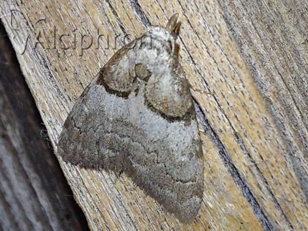 Nola cucullatella