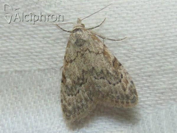 Nola confusalis