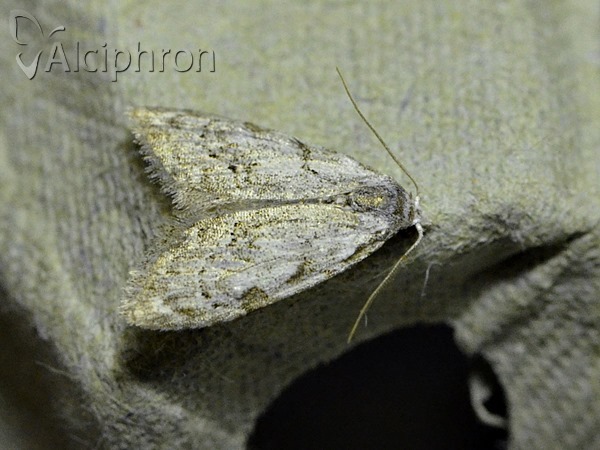 Nola confusalis