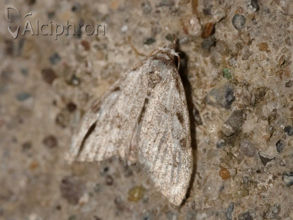 Nola confusalis