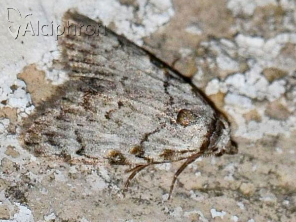 Nola confusalis