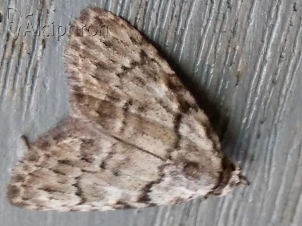 Nola confusalis