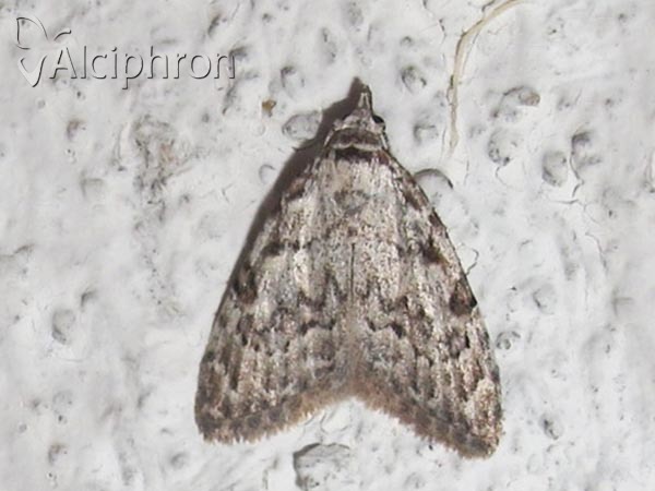 Nola confusalis