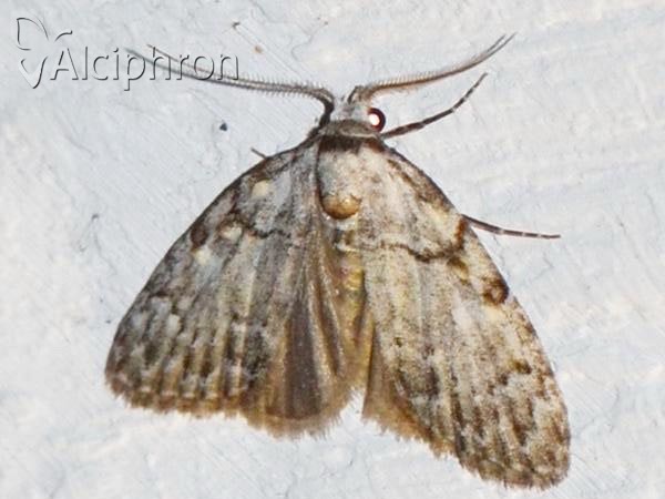 Nola confusalis