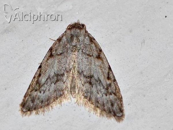 Nola cicatricalis