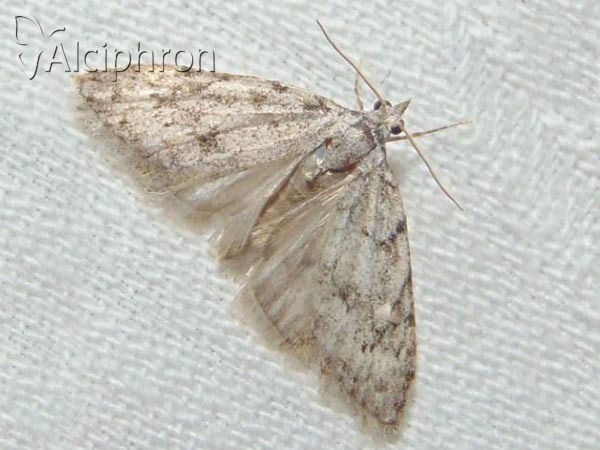 Nola cicatricalis