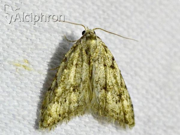 Nola cicatricalis