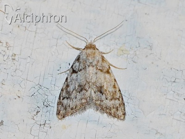 Nola cicatricalis