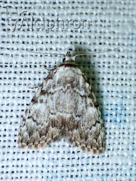 Nola cicatricalis