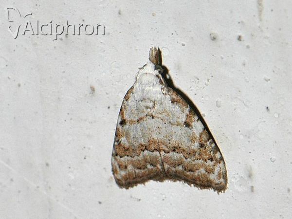 Nola aerugula