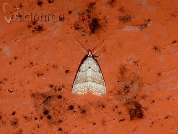Nola aerugula