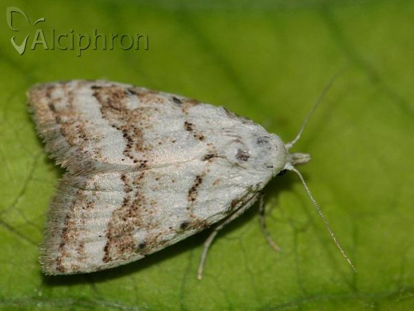 Nola aerugula