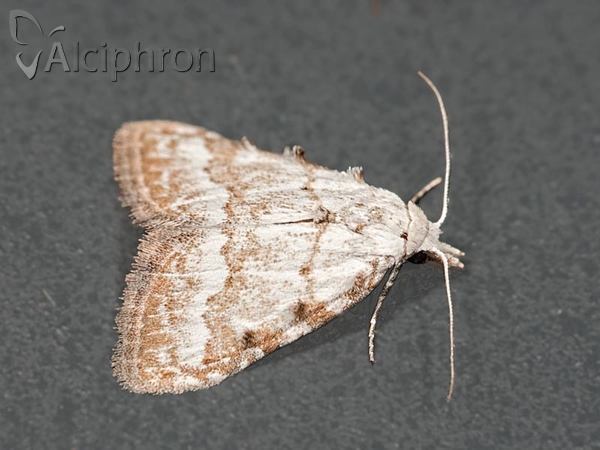 Nola aerugula