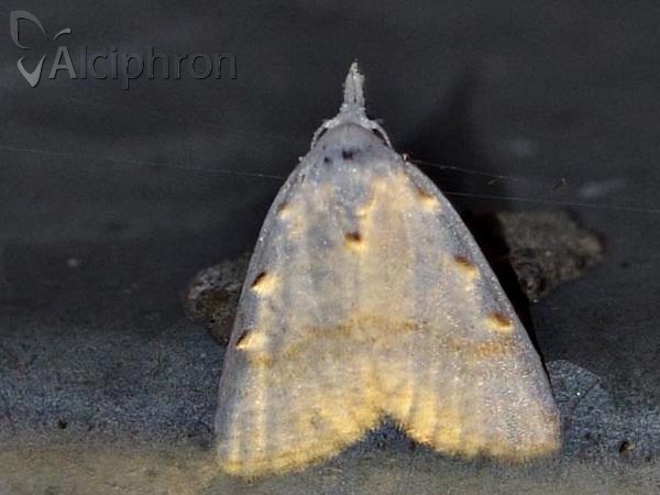 Nola cristatula