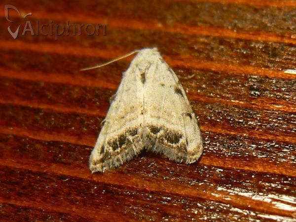 Nola chlamitulalis