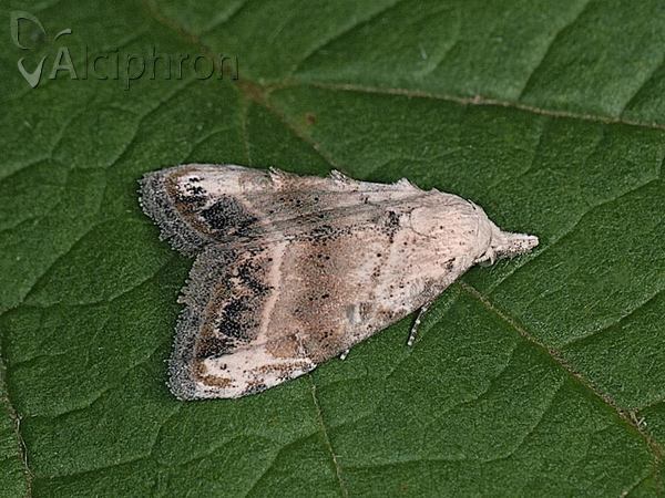 Nola chlamitulalis