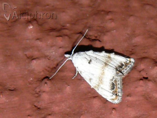 Nola chlamitulalis