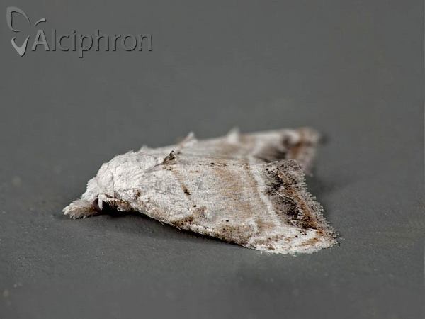 Nola chlamitulalis