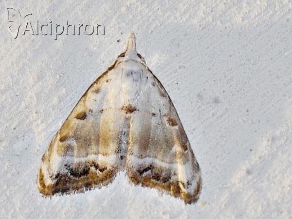 Nola chlamitulalis