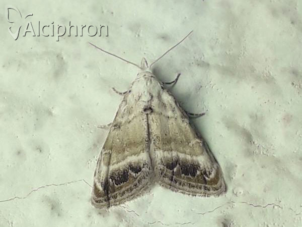 Nola chlamitulalis