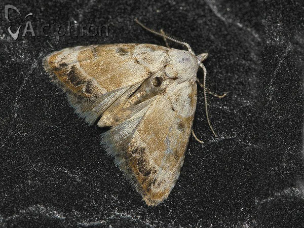Nola chlamitulalis