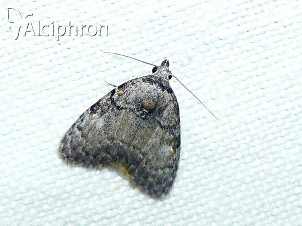 Meganola strigula