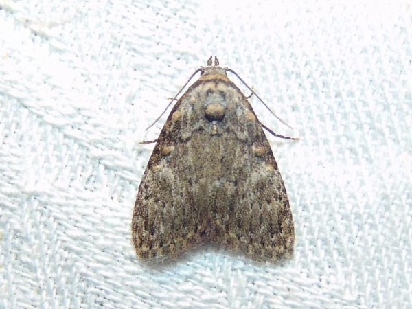 Meganola strigula