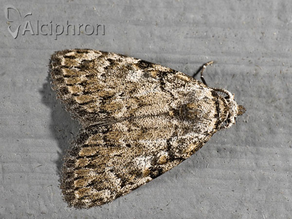 Meganola strigula