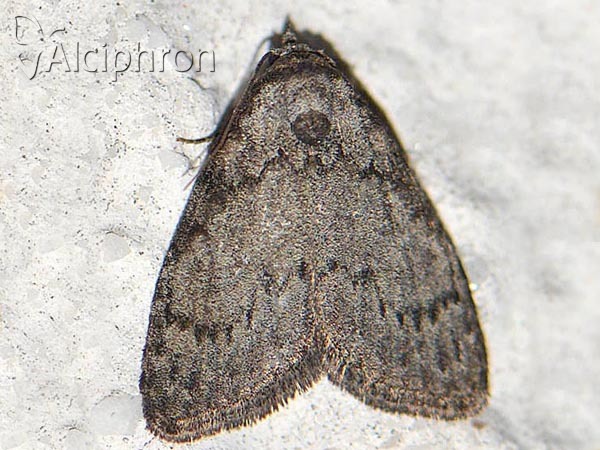 Meganola strigula