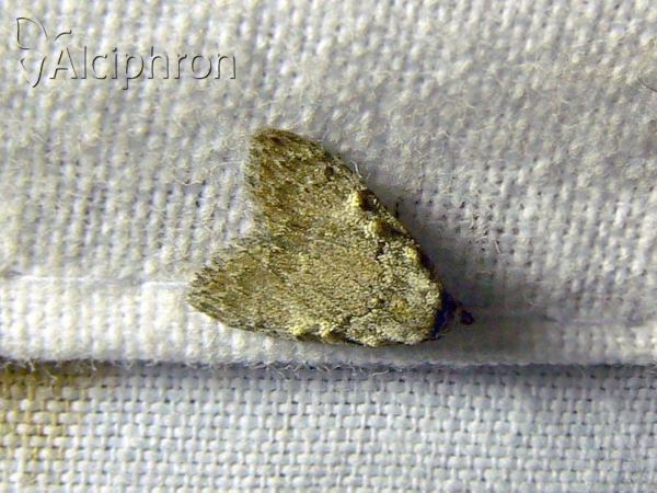 Meganola strigula