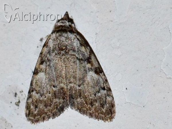Meganola strigula