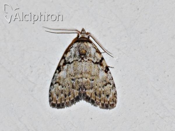 Meganola strigula
