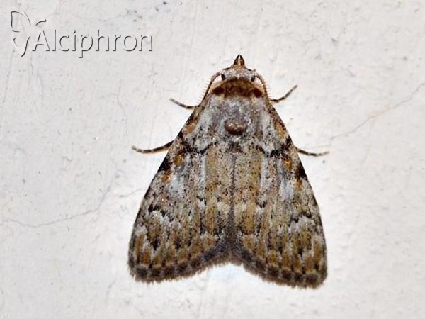 Meganola strigula