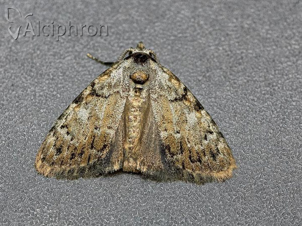 Meganola strigula