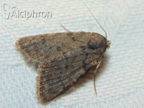 Meganola kolbi