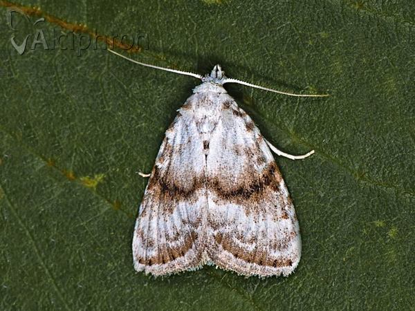 Meganola albula