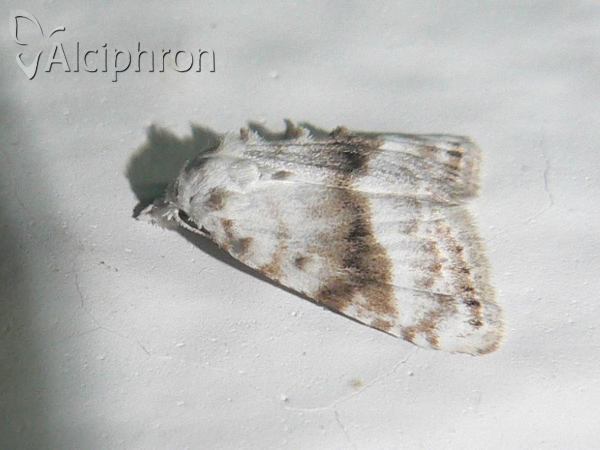 Meganola albula