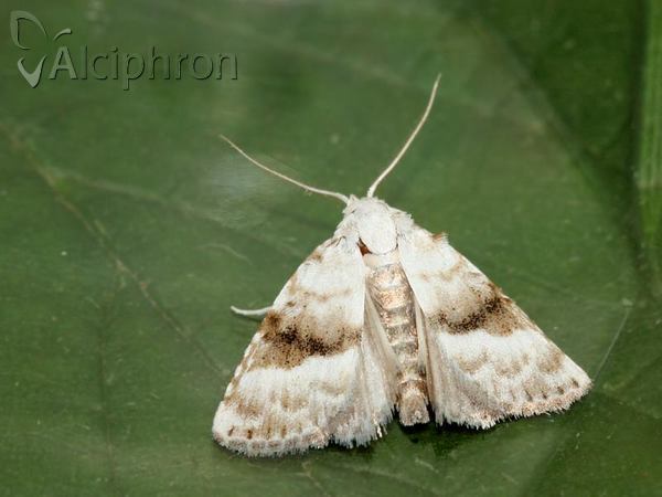 Meganola albula