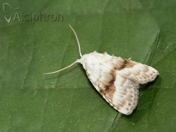 Meganola albula