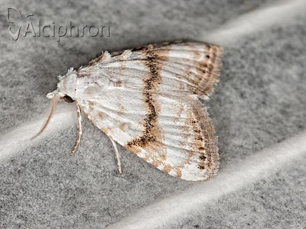 Meganola albula