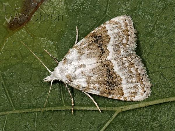 Meganola albula
