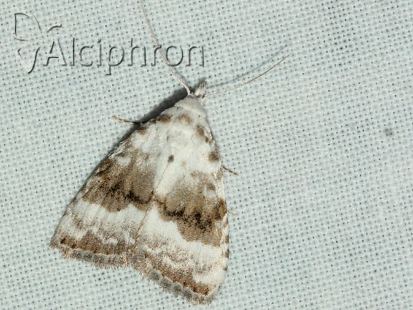 Meganola albula