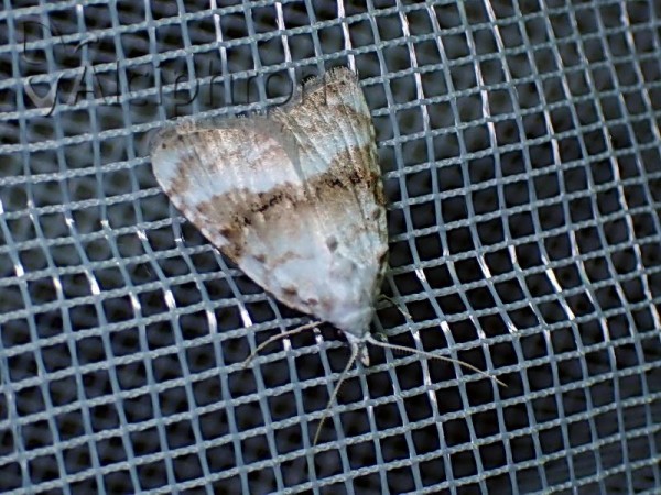 Meganola albula