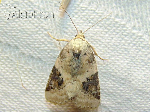 Pseudeustrotia candidula