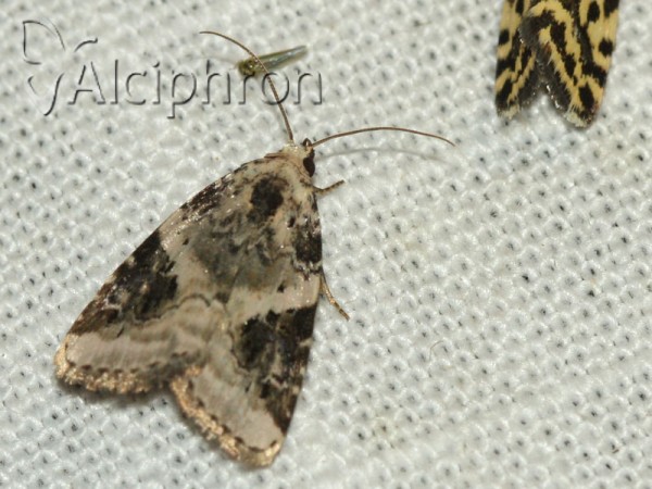 Pseudeustrotia candidula