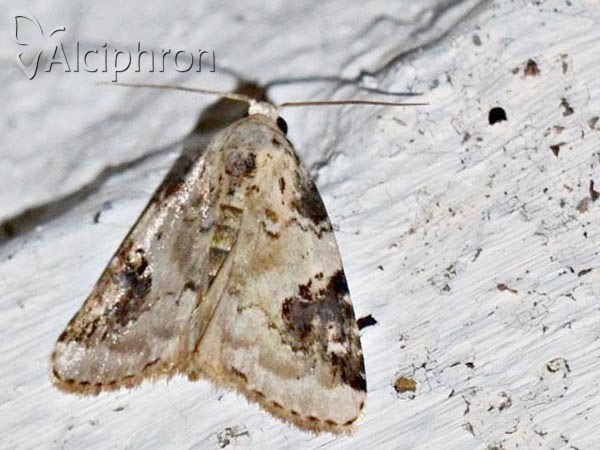 Pseudeustrotia candidula